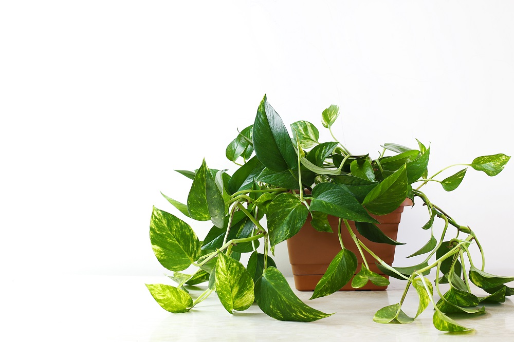 Pothos Plant for Low-Light and Shaded Spaces