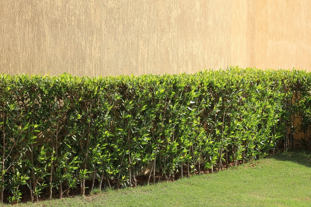 Simply a Hedge