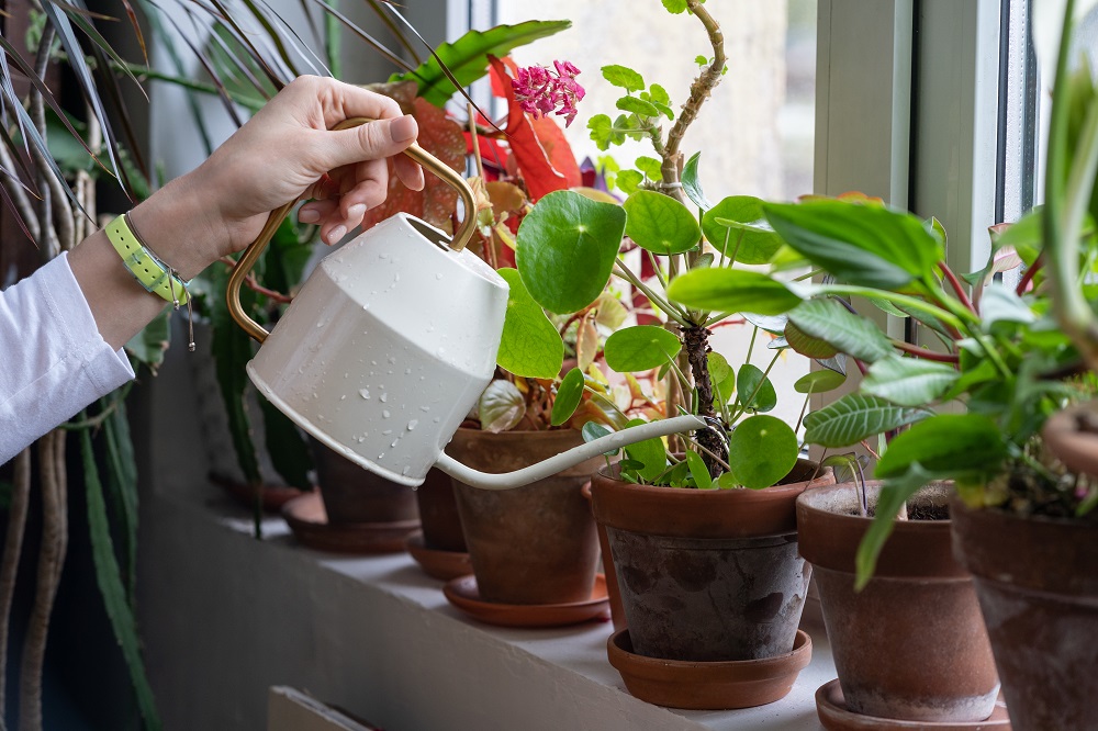 Small Low-Light Plants for Brightness