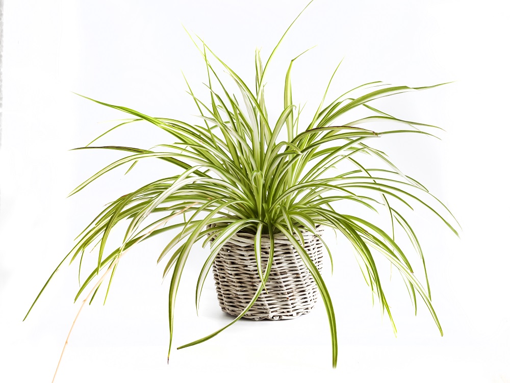 Spider Plant for Low-Light and Shady Areas