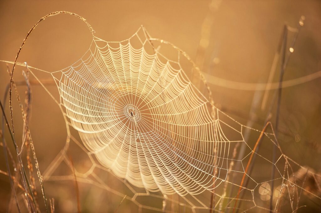 Spider Silk