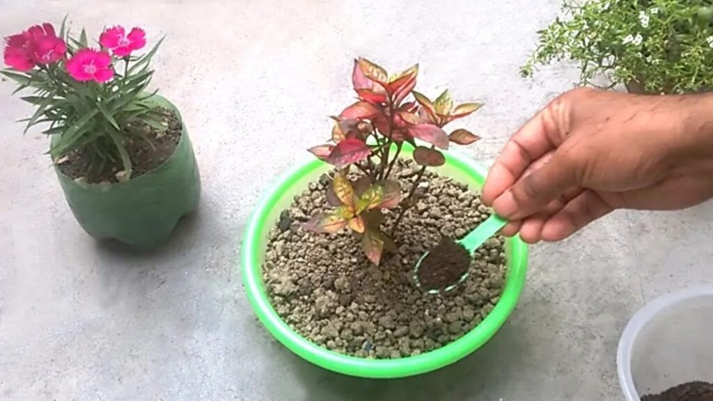 Tea for Plant Health Tea for Plant Health