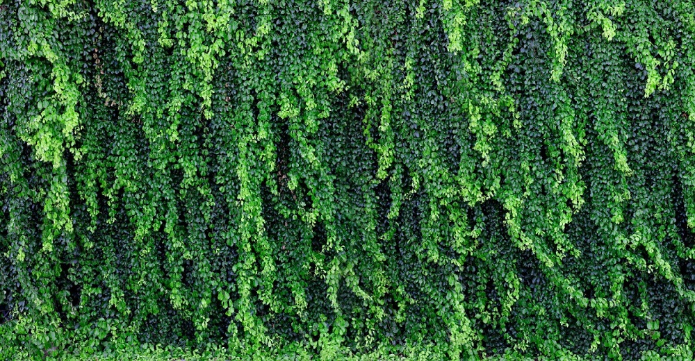 The Vertical Garden as a Fence for a Complete Visual Barrier