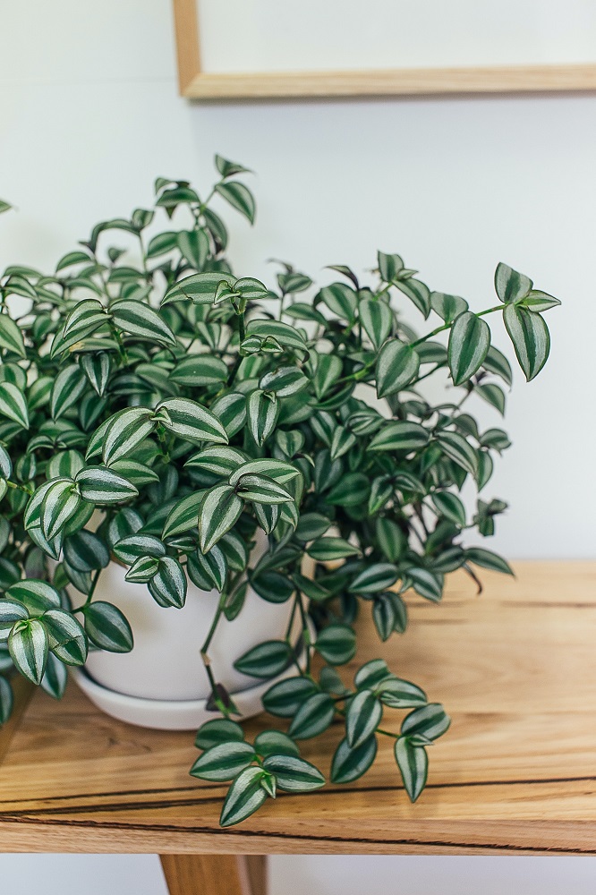 Tradescantia Zebrina for Shady