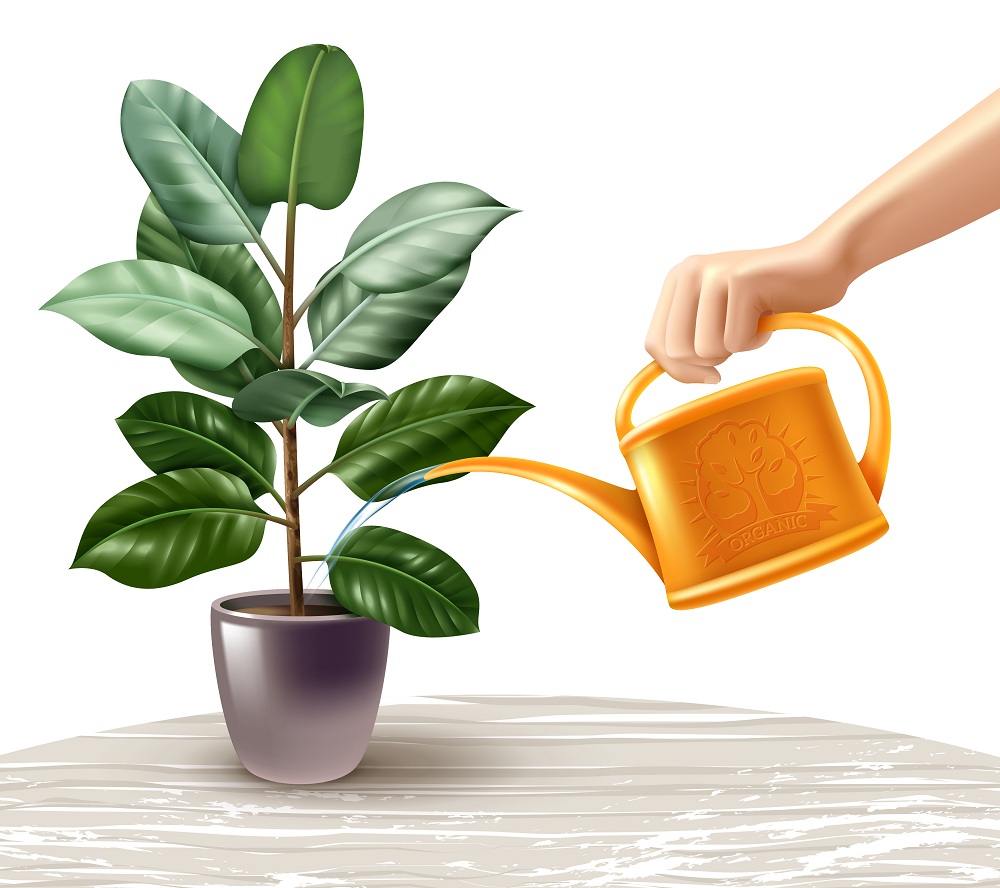 Water The Plants Water The Plants