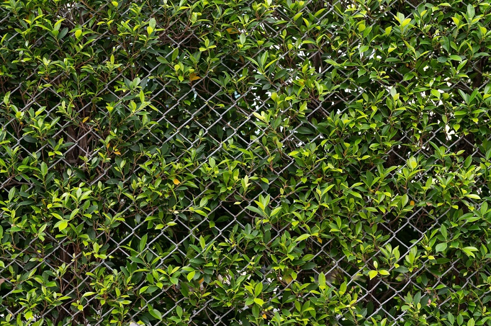 Wire Mesh Covered with Greenery
