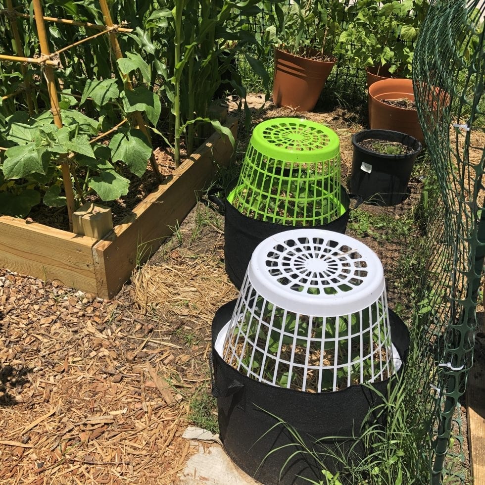 Cover Plants