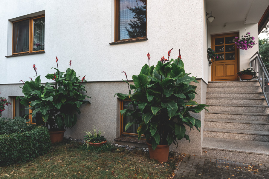 Evergreen plants for front yard curb appeal