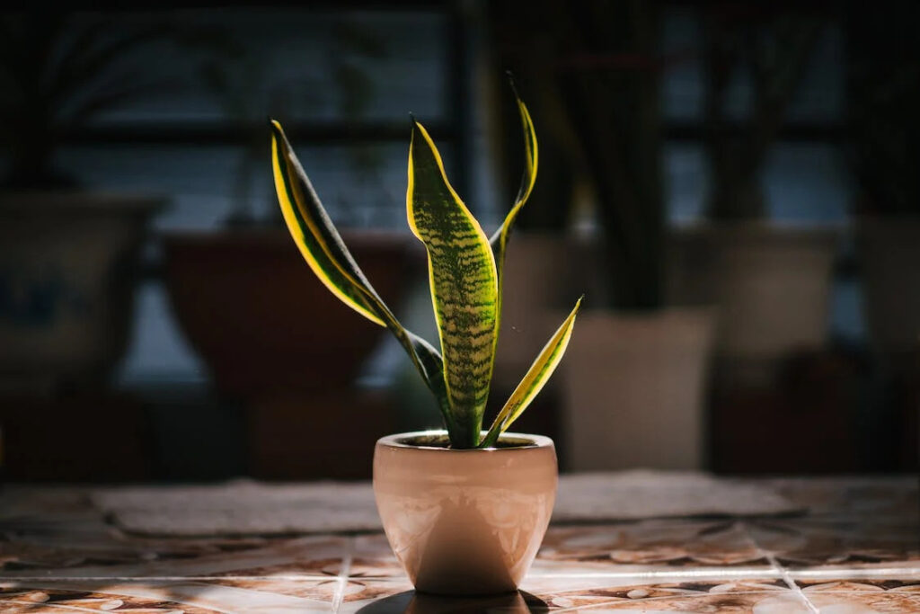 Installing Snake Plant at your Home