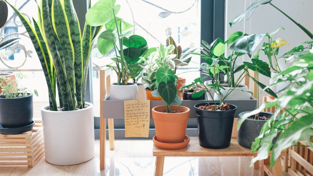 Location for Snake Plant