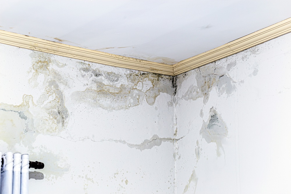 Patches indicating damp wall Patches indicating damp wall
