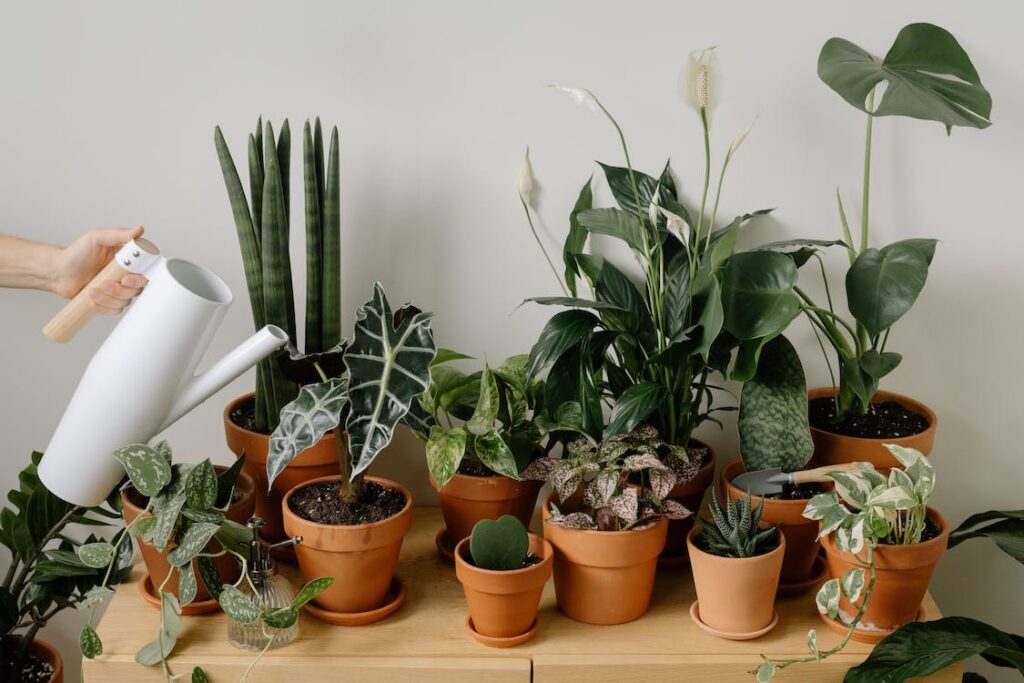 Plant with Care