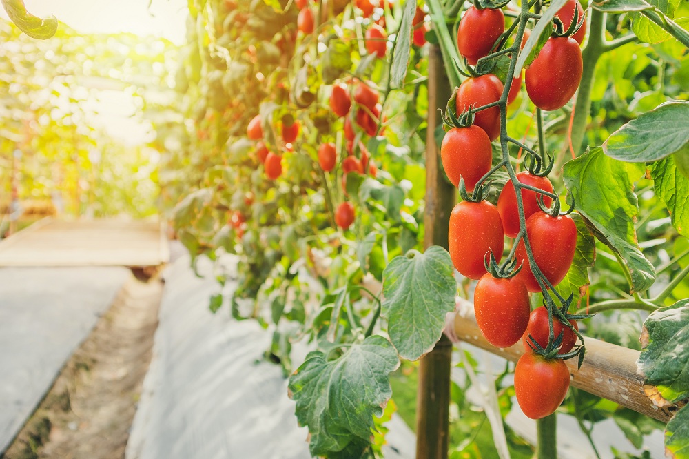 Provide Support To Taller Plants