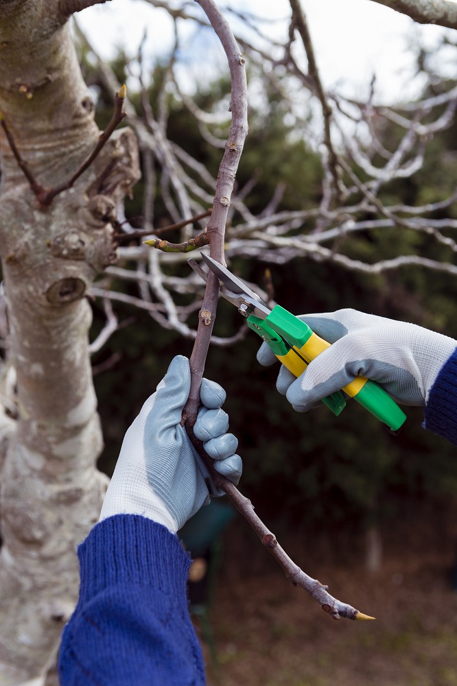 Prune Trees