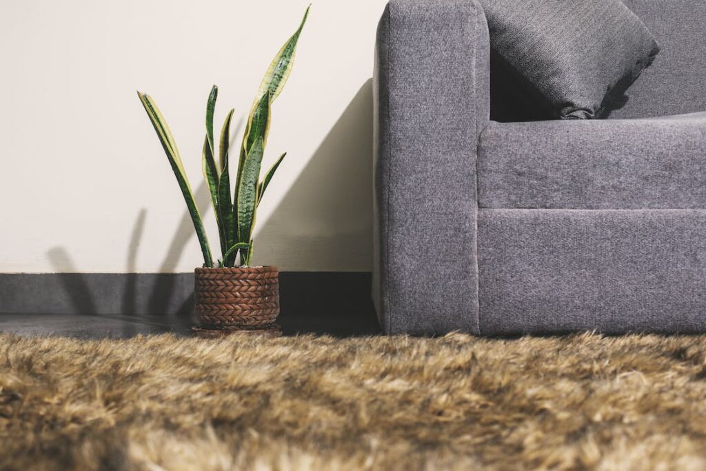 Snake Plant at your Home