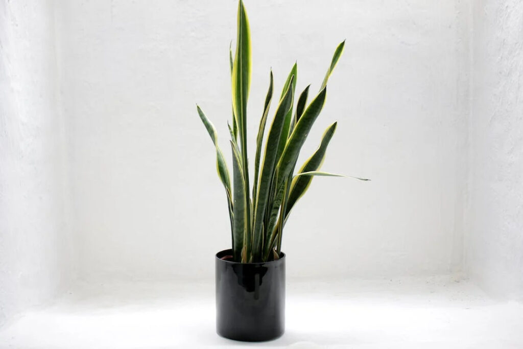 Snake Plant for Indoors