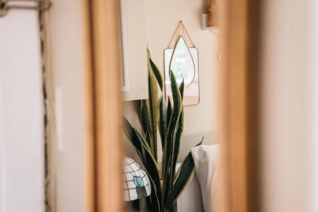 Snake plant selection