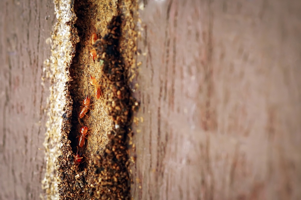 Termite damage in resale homes Termite damage in resale homes