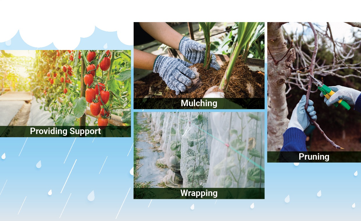 Tips to Protect Plant from Extreme Weather
