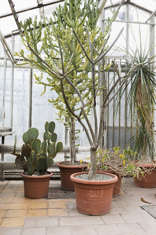Transfer Potted Plants To An Indoor Space