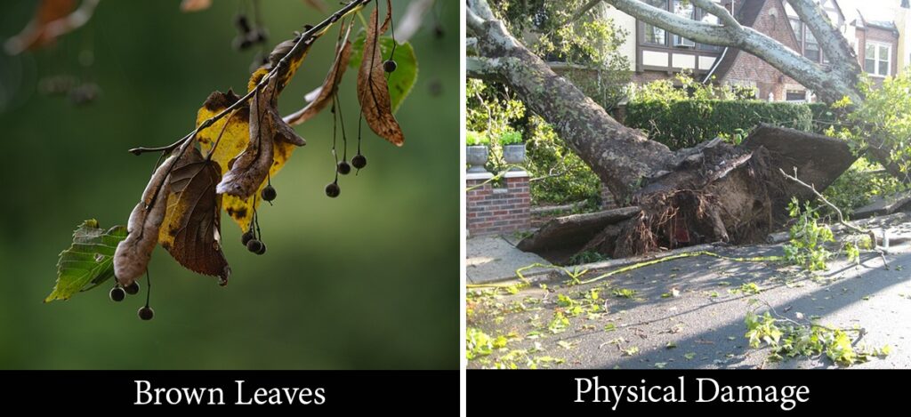 Weather Damage on Plants
