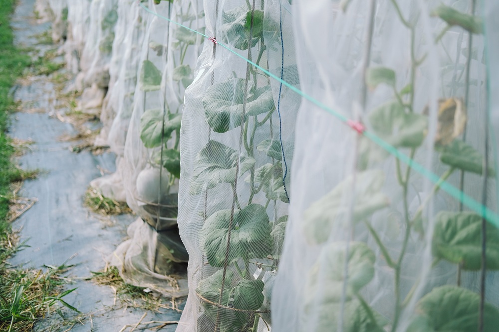 Wrap Huge Plants