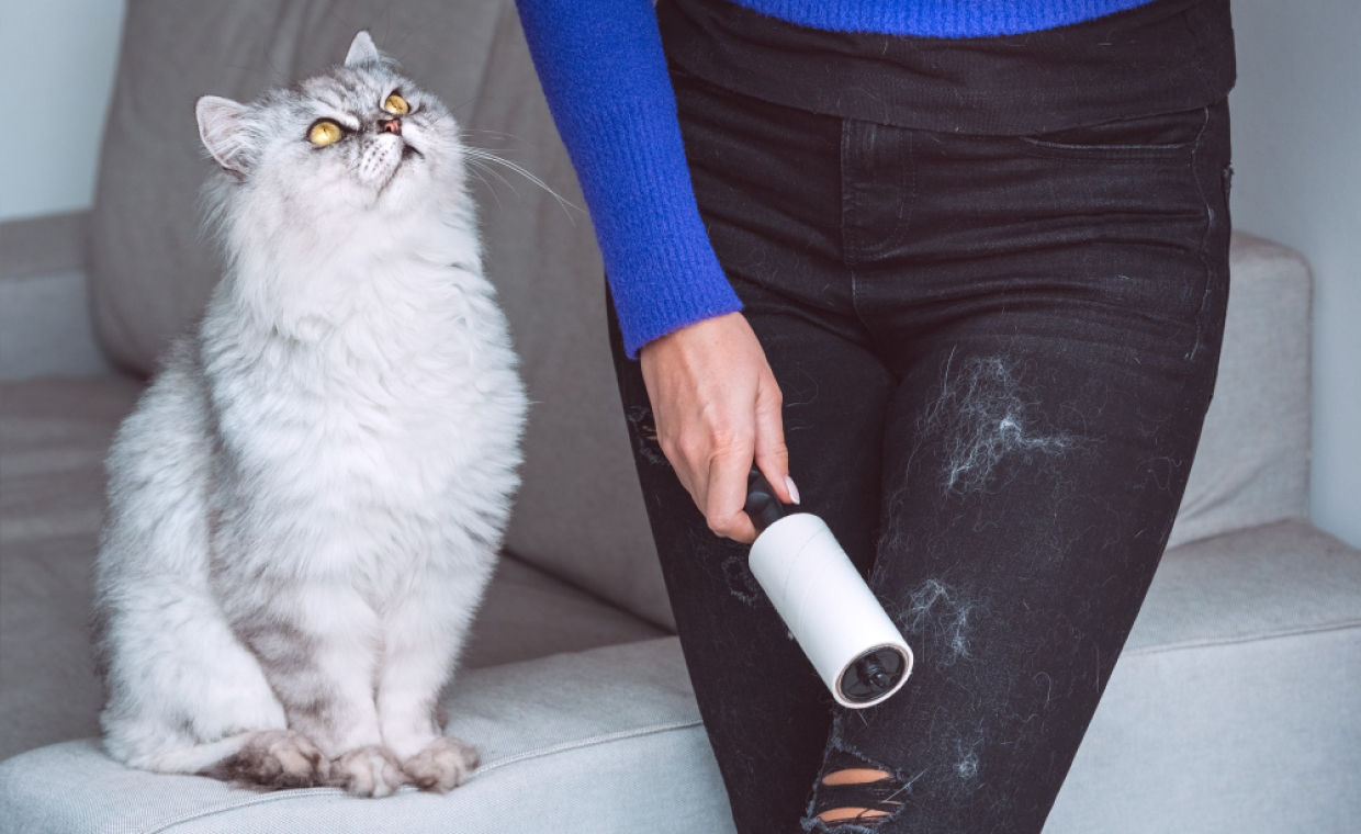 How to Remove Pet Hair From Home