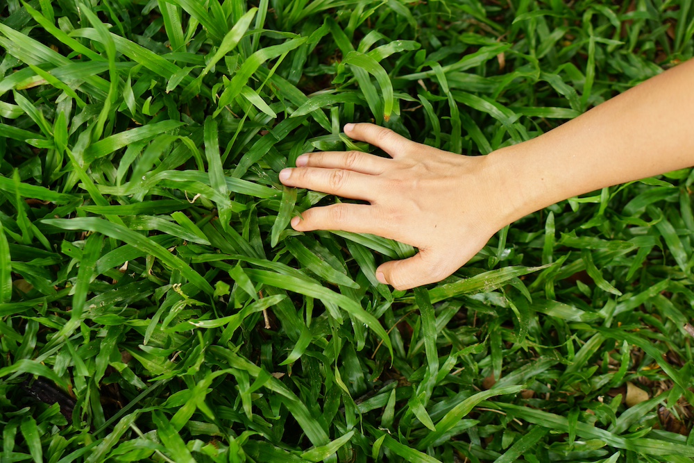 Choosing the Right Grass