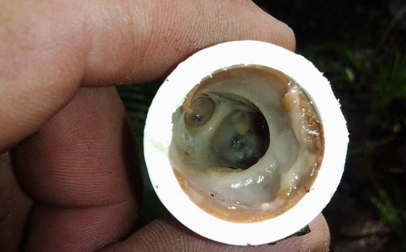 Clogged AC Drain