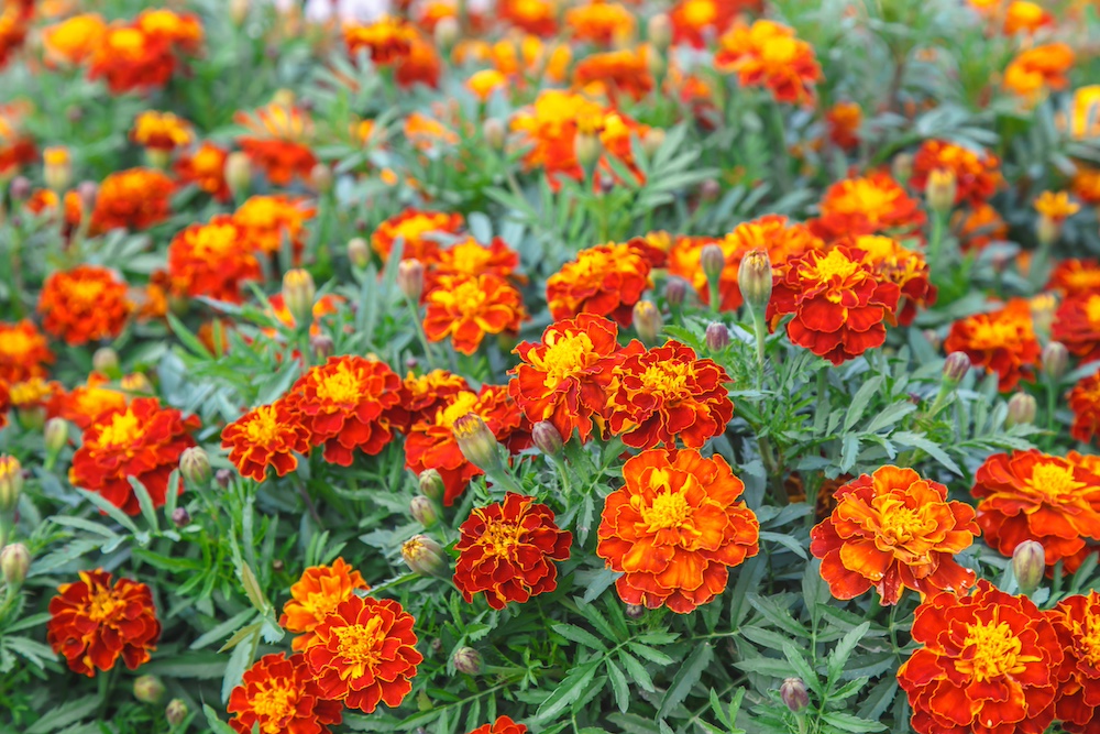 Fall Foliage - Marigold Flowers