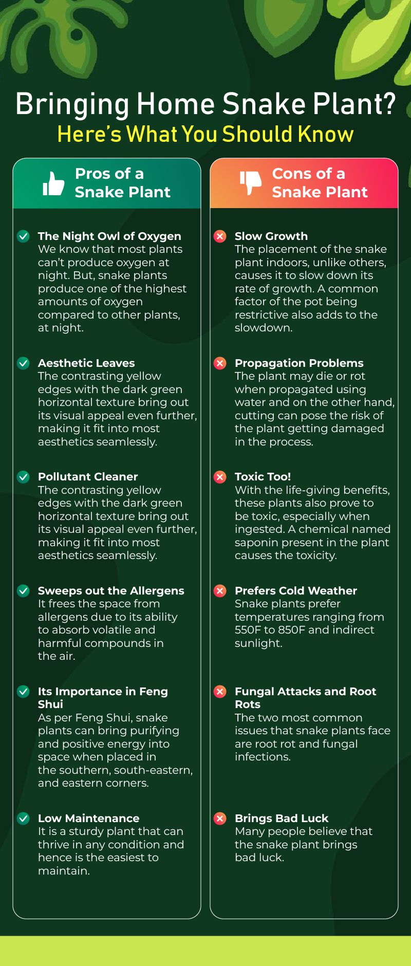 All About Snake Plant You Should Know