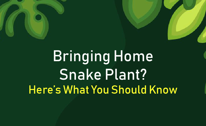All About Snake Plant You Should Know