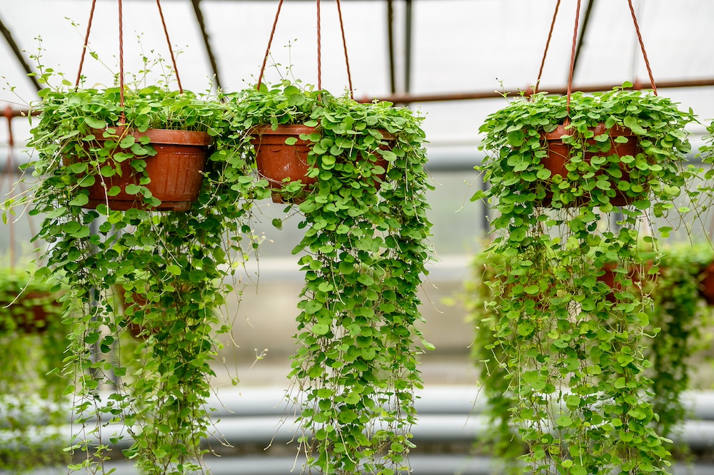 Hanging Clay Pots