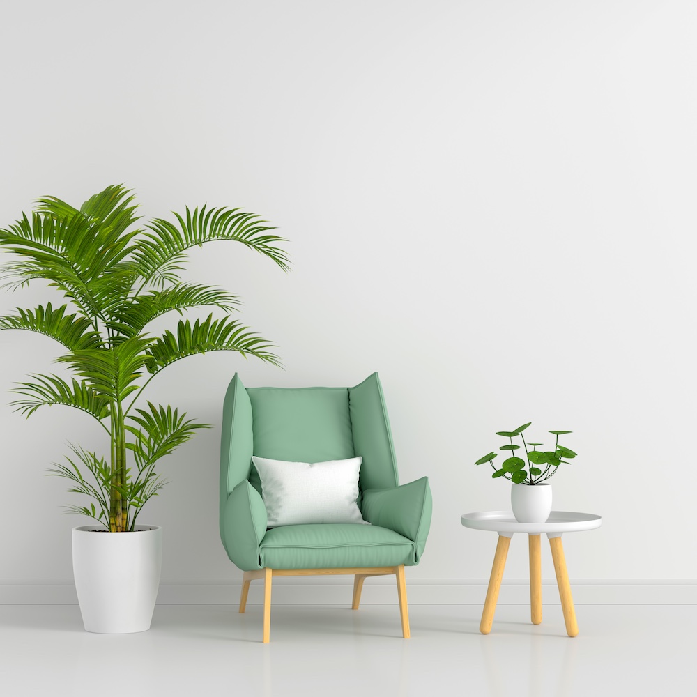Indoor Plants That Bring Positive Energy