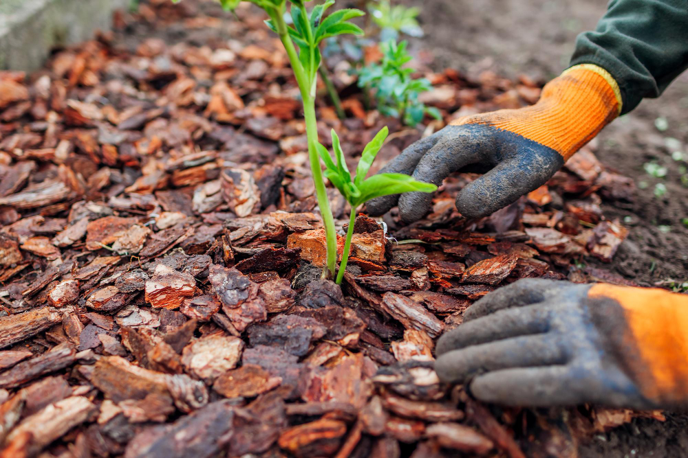 Know the Right Technique of Gardening