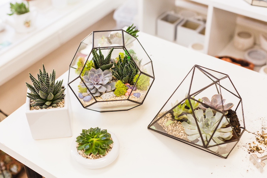 Miniature ecosystems for trending interior designs