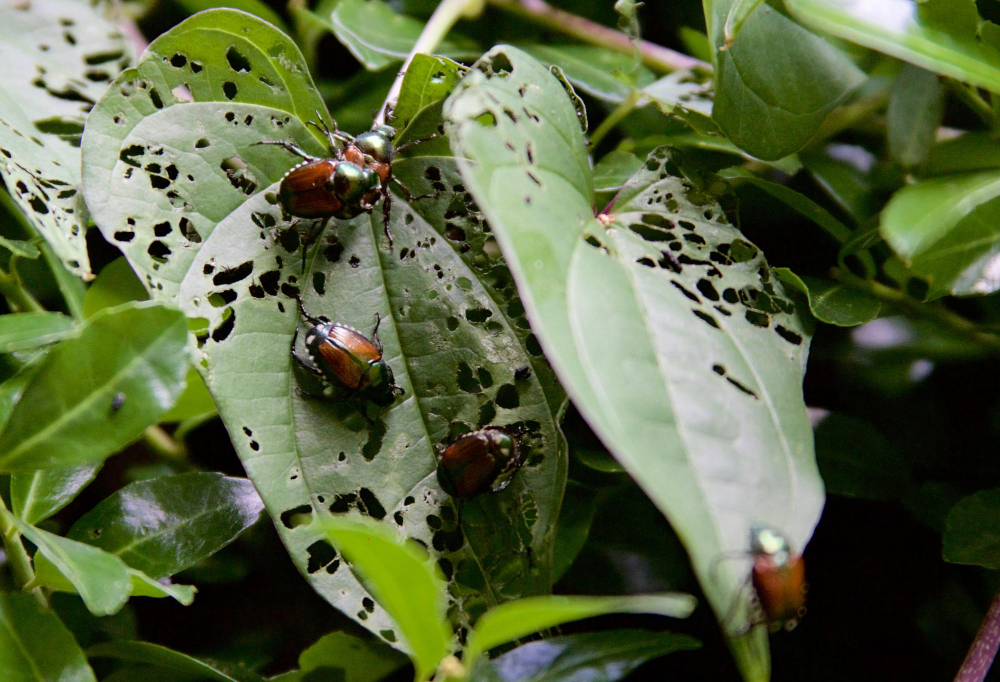 Pest Attack on Plant