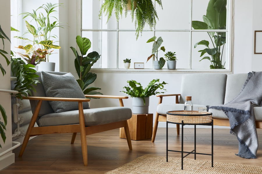 Trending indoor plants of the year
