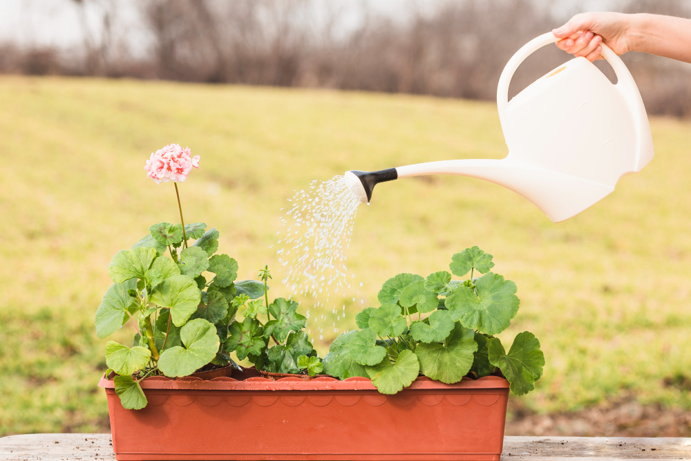 Watering Garden