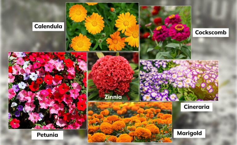 Winter Plants