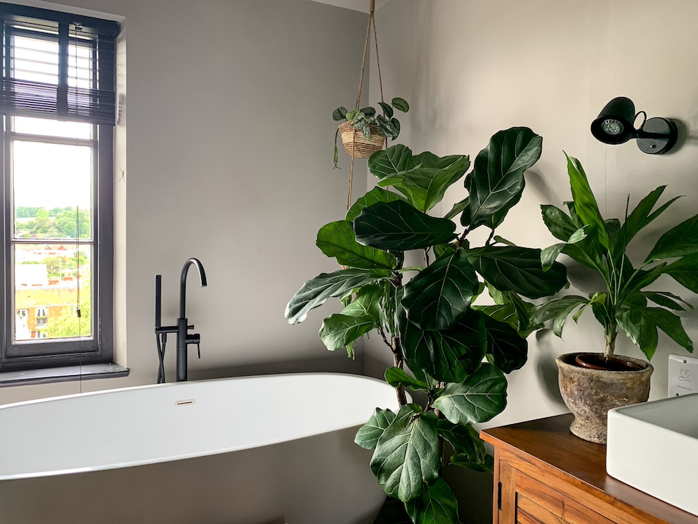 Bathroom Plants