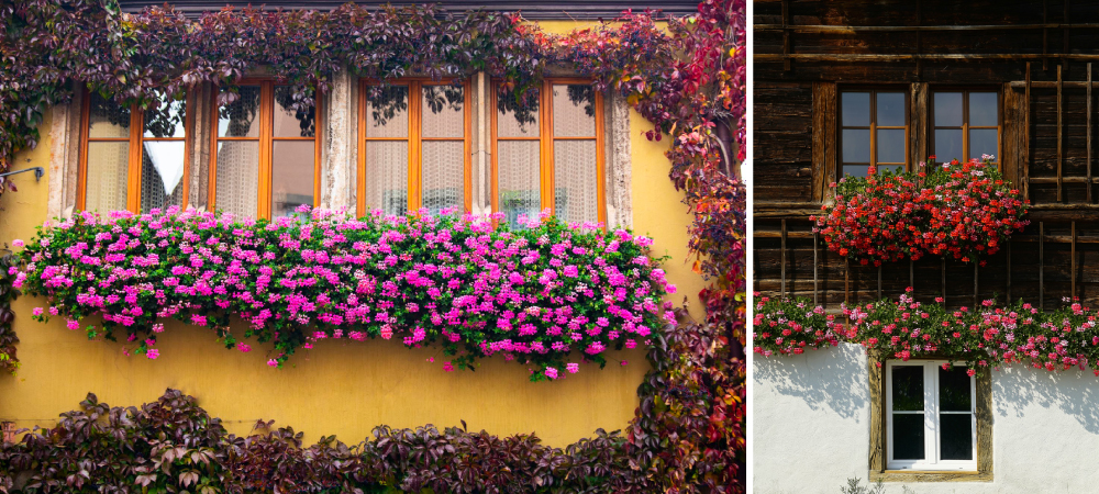 Charming Cottage Window Garden with Flowers