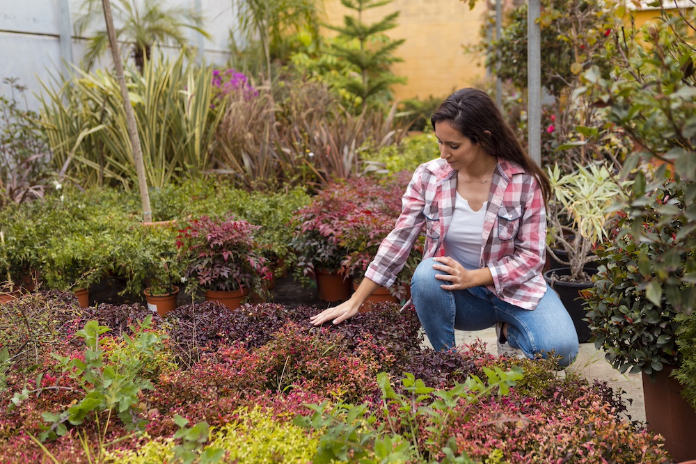 Choosing Plants and Tress for Yard