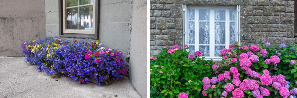 Colourful Flower Bed Under a Bay Window