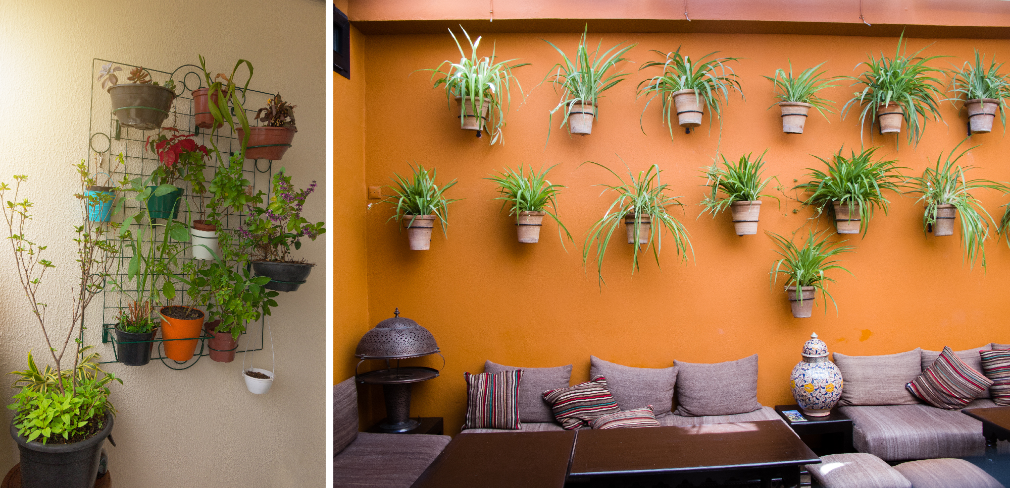 DIY Wall Décor Using Green Plants