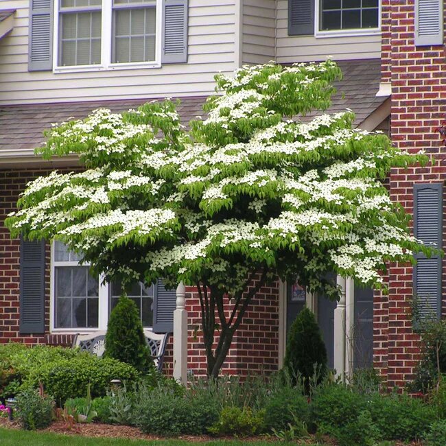 Dwarf Dogwood