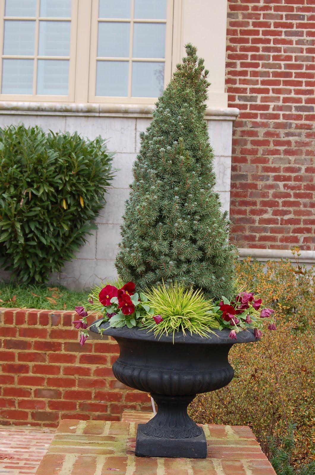 Dwarf Spruce Shrubs
