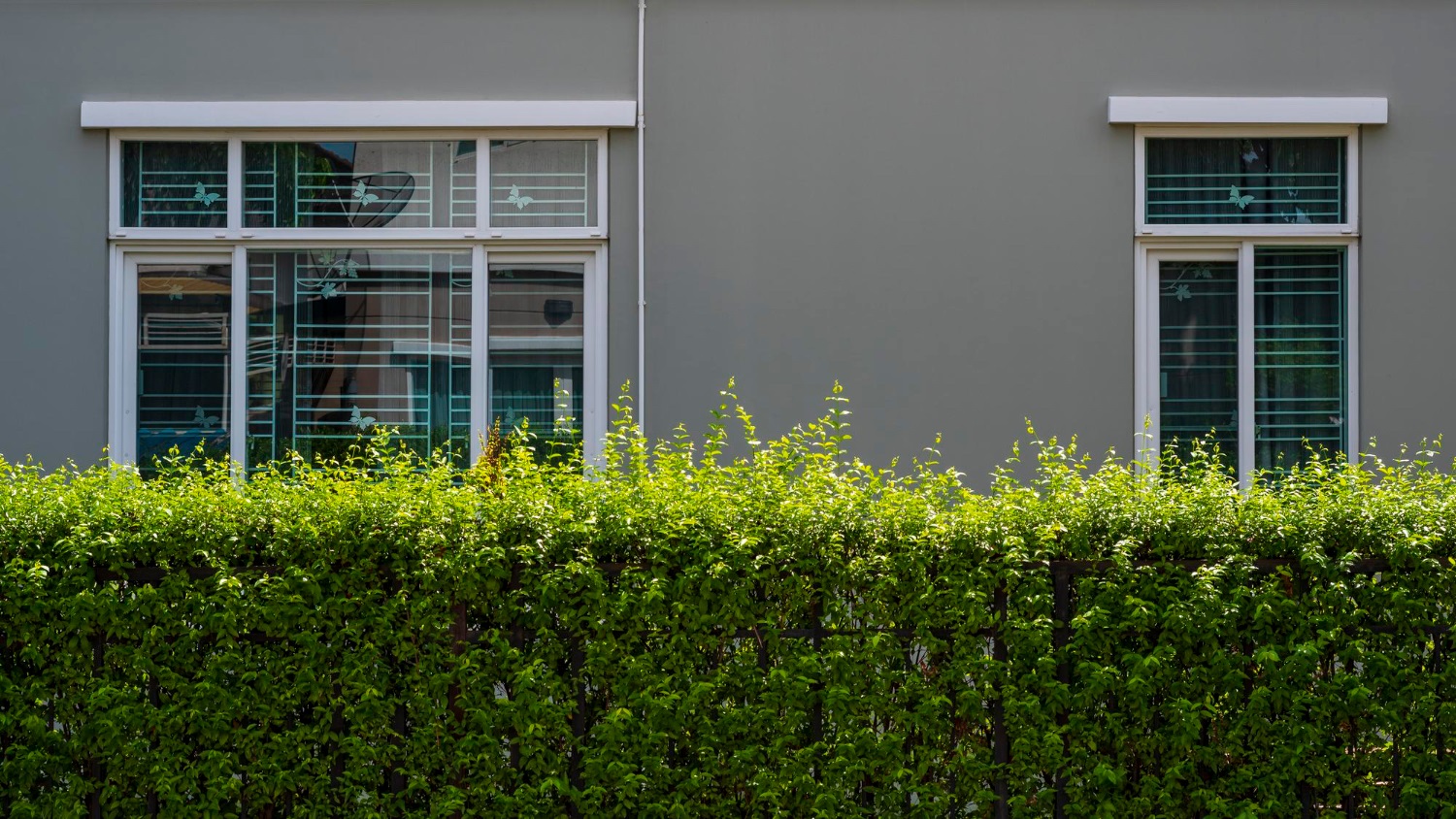 Evergreen Plants for Bay Window Landscaping