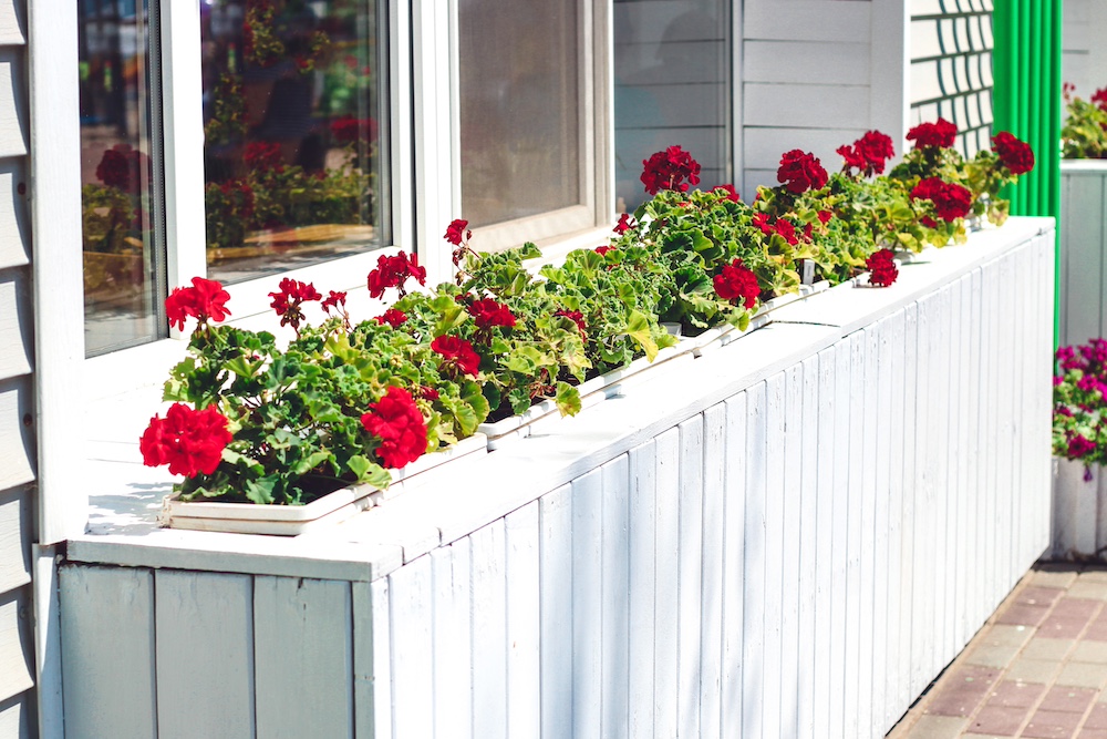 Flowering Shrubs
