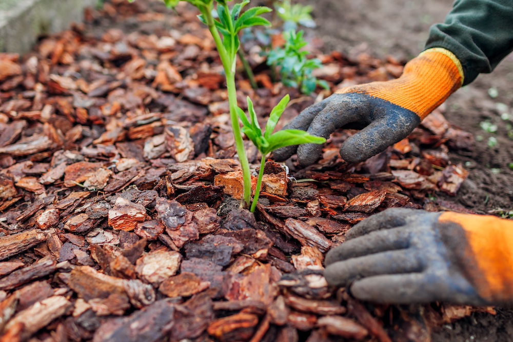 Garden Mulching